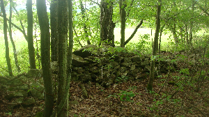 STONE WALL IN WOODS